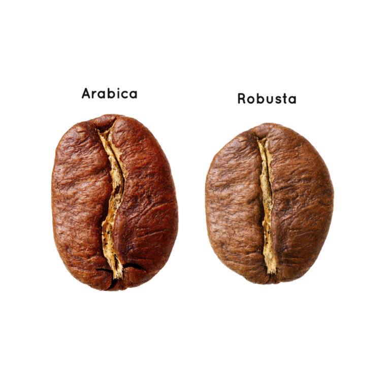 arábica vs robusta
