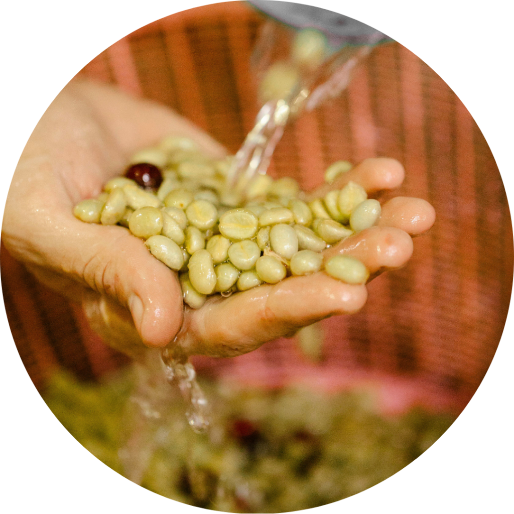 Mano sujetando granos de café crudos bajo un chorro de agua siendo descafeinado